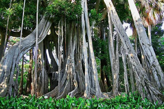 610 Con Terraza Martianez